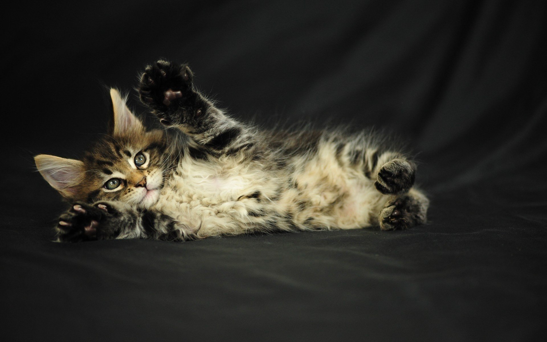 chat chaton gris maine coon moelleux