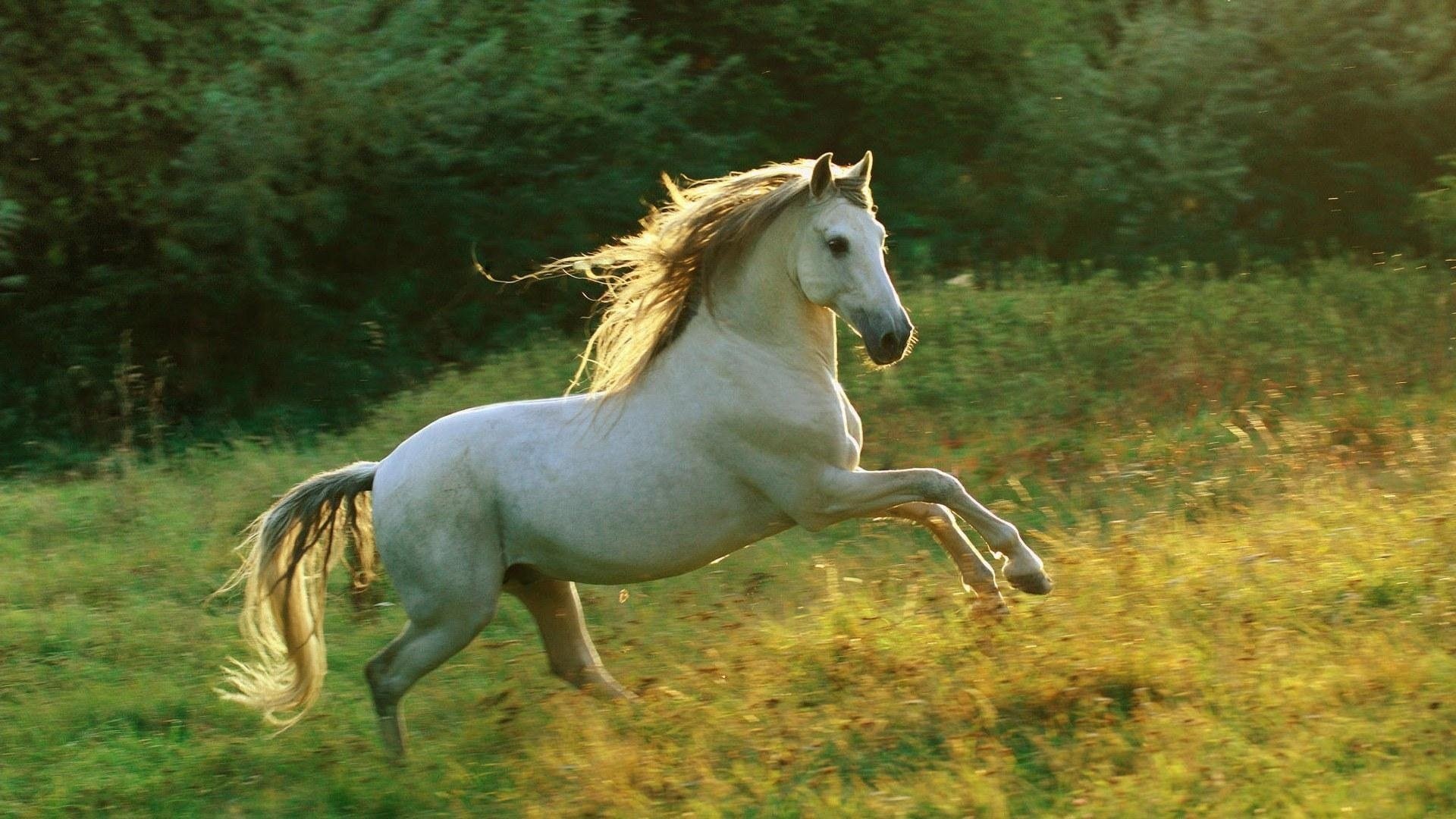 gallop the sky horse mane grass white light grey