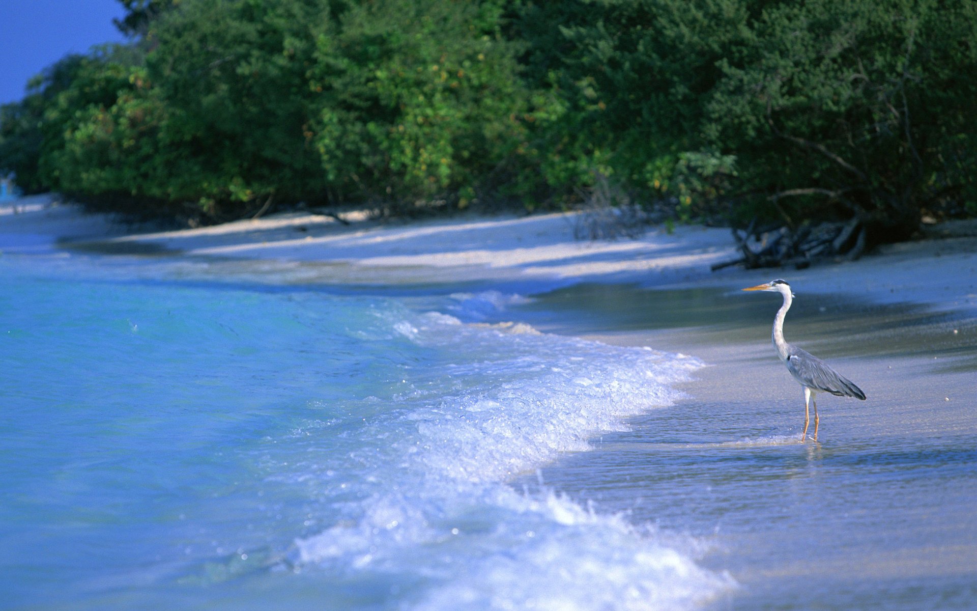 nature beach sea landscape birds water heron