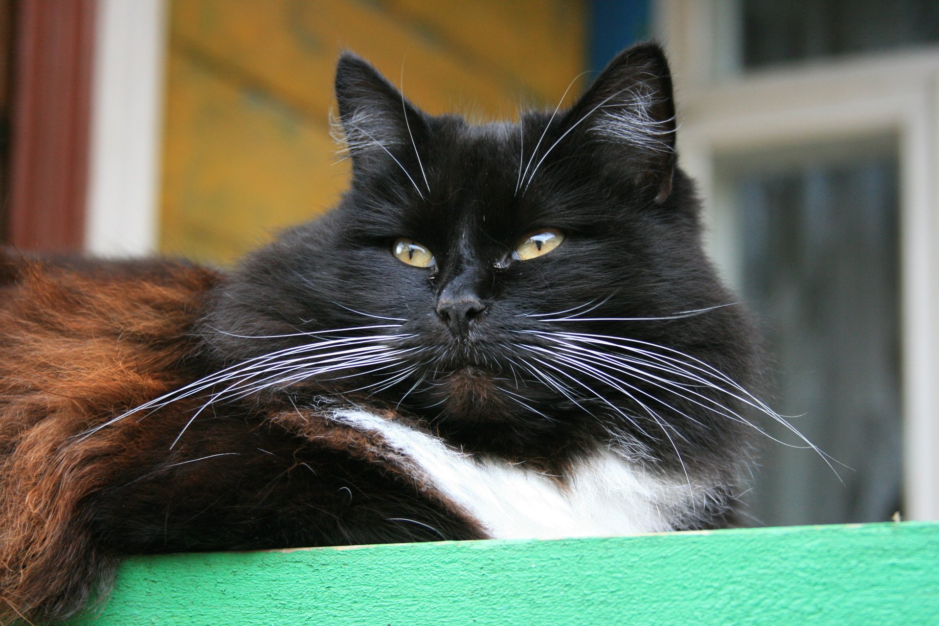 porch animals cat cats village mustache