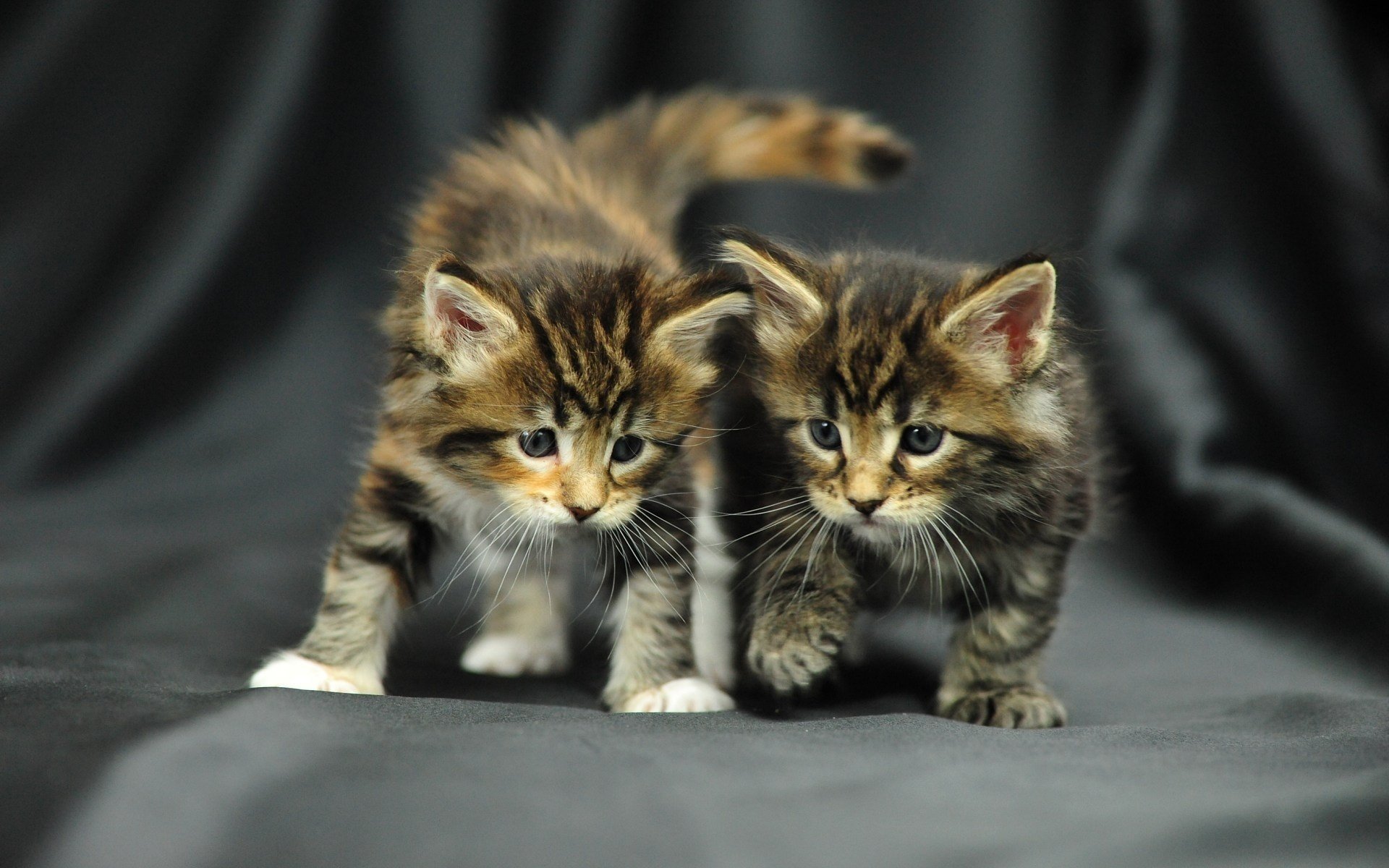 neko bebé coño gatito foto