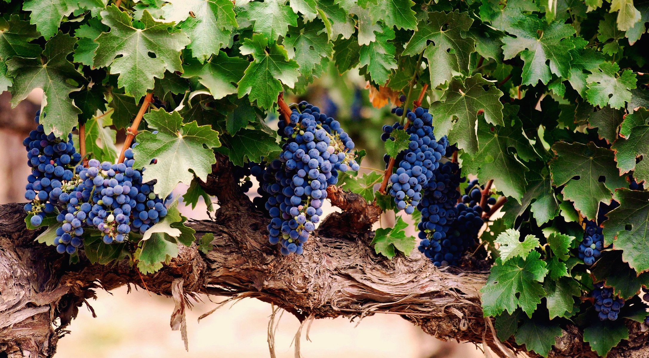 grapes berries brush leaves vine bunch