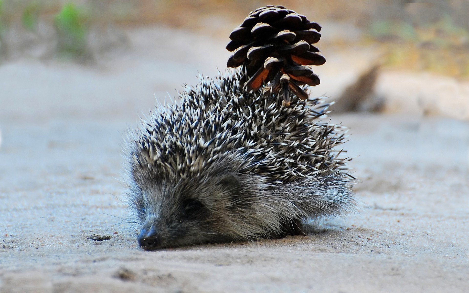 background needles hedgehog muzzle bump sand