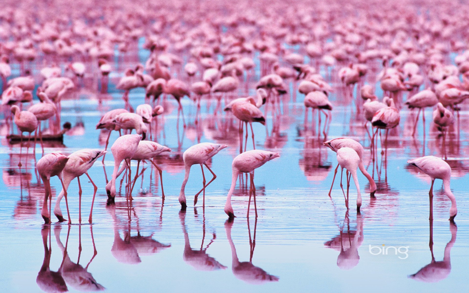 animals flamingo bird