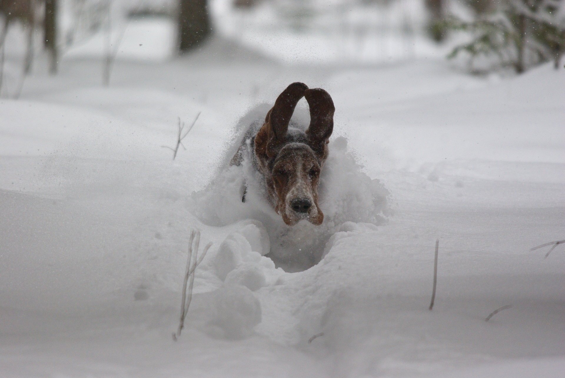 cane volo velocità neve orecchie