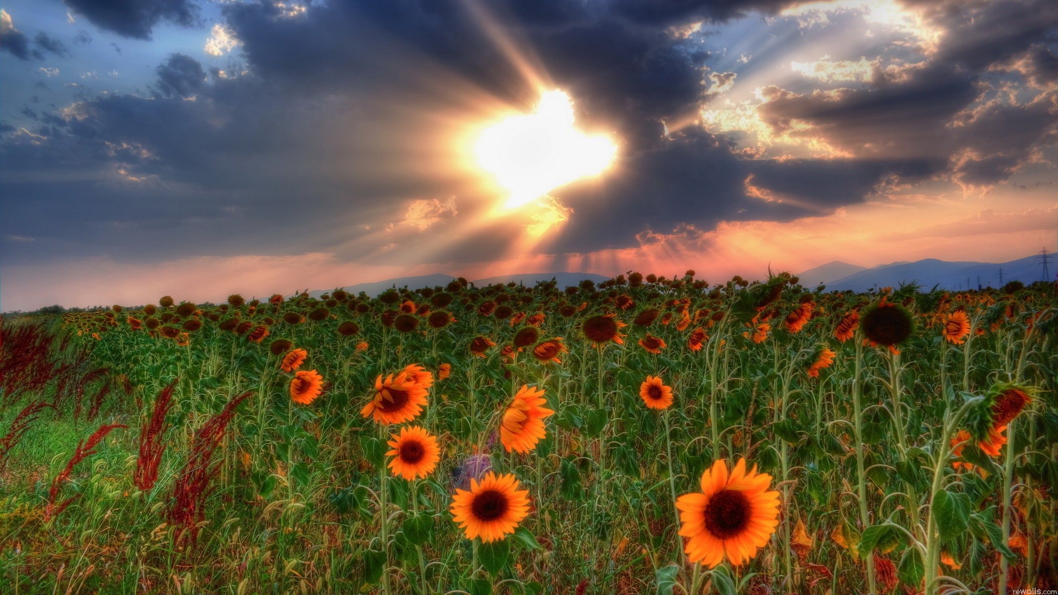 champ coucher de soleil nuages tournesols ciel