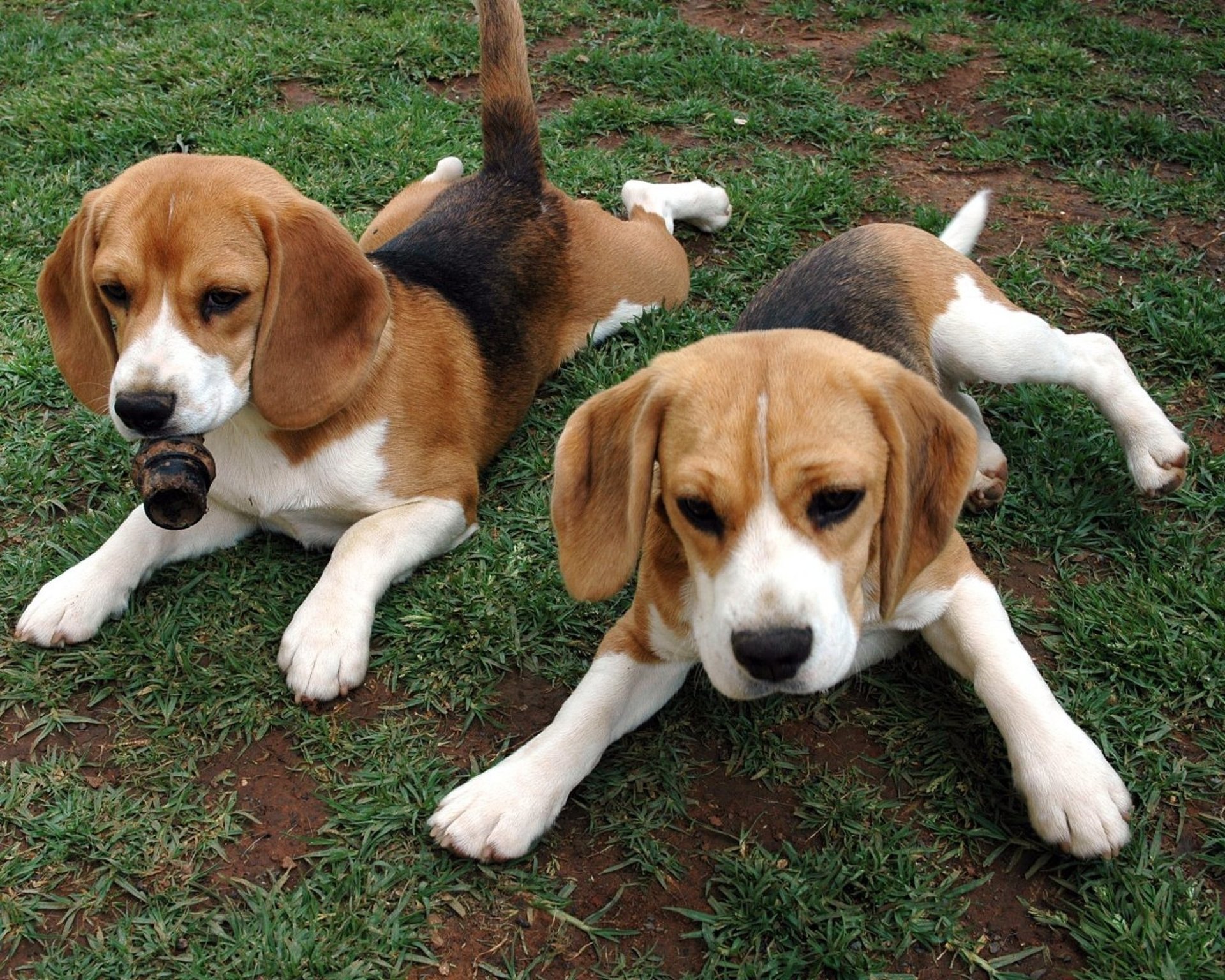 beagle animaux chiots