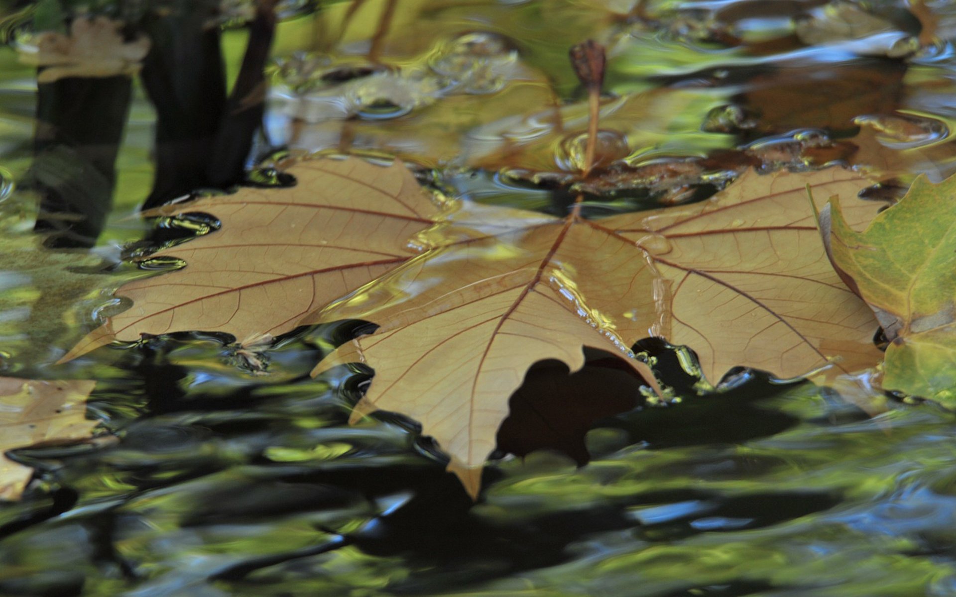 parc automne ruisseau feuille