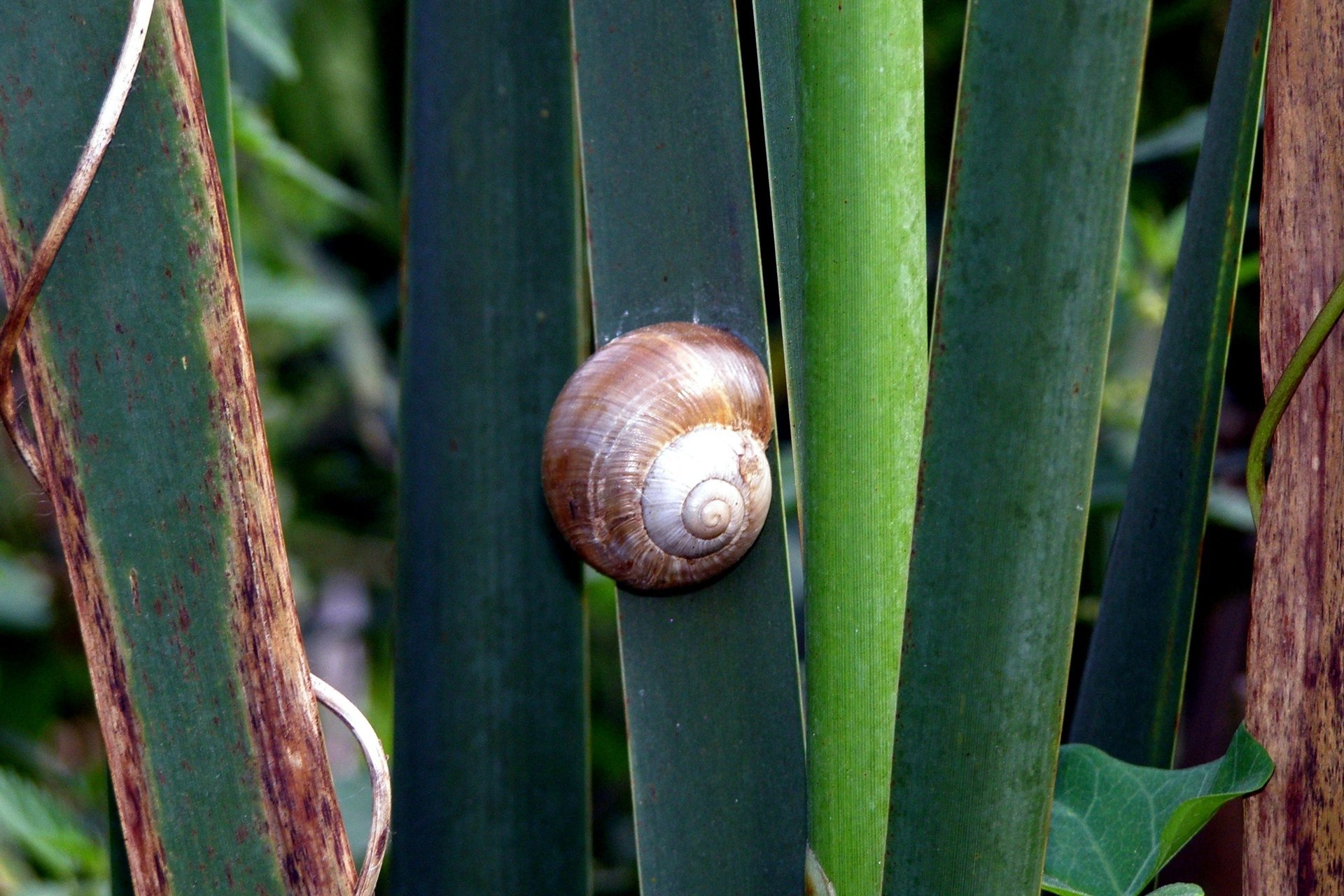 lumaca erba conchiglia