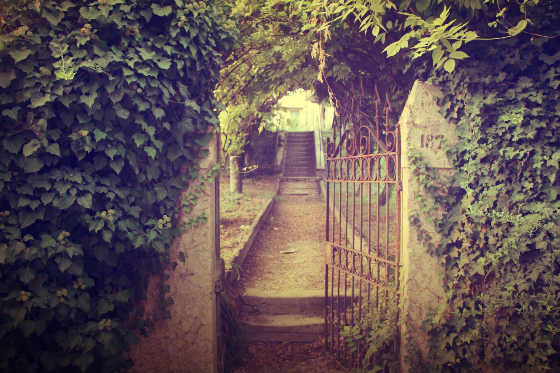 portillon mur lierre jardin plantes route porte