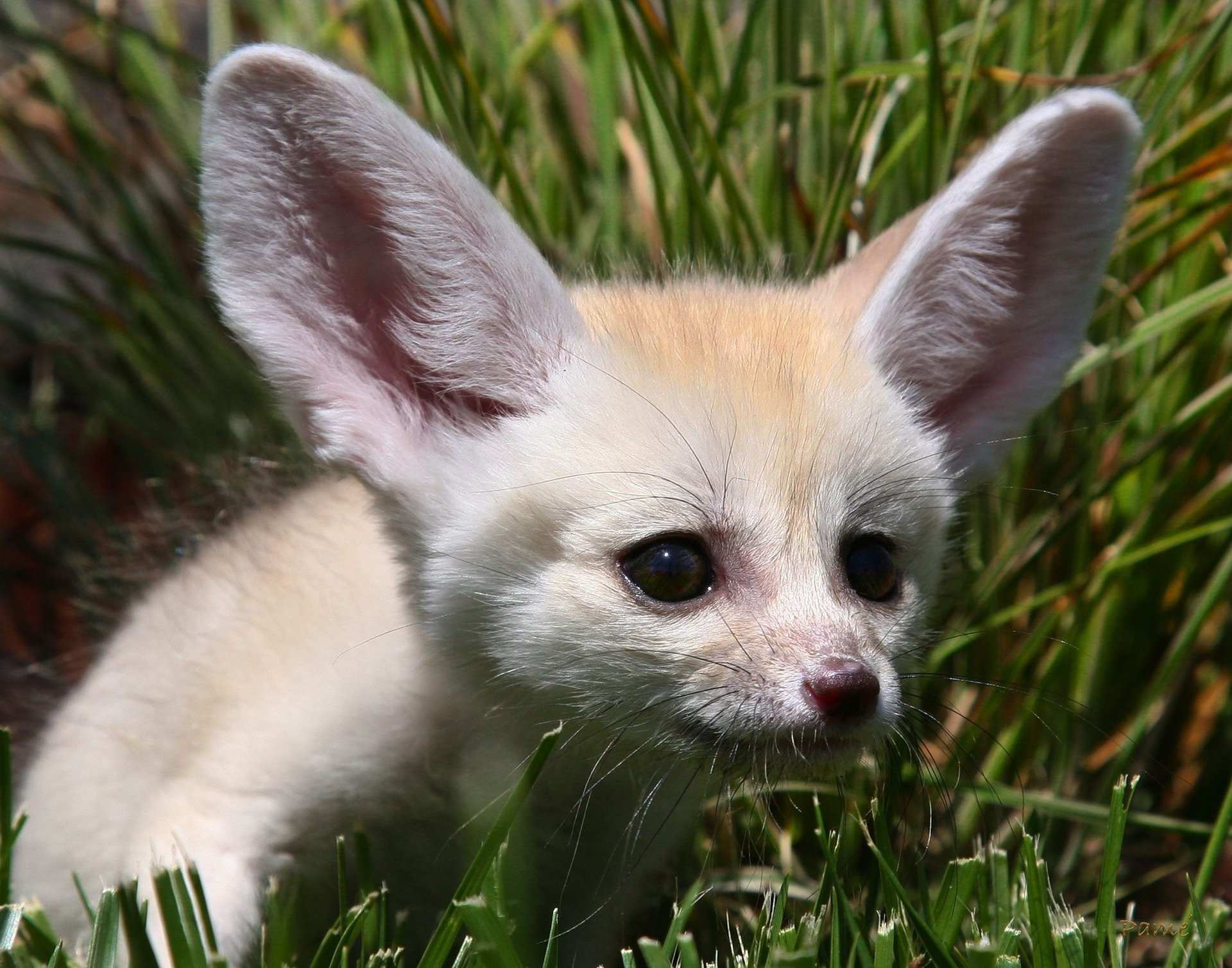 fox sandy fox ears white eyes nose