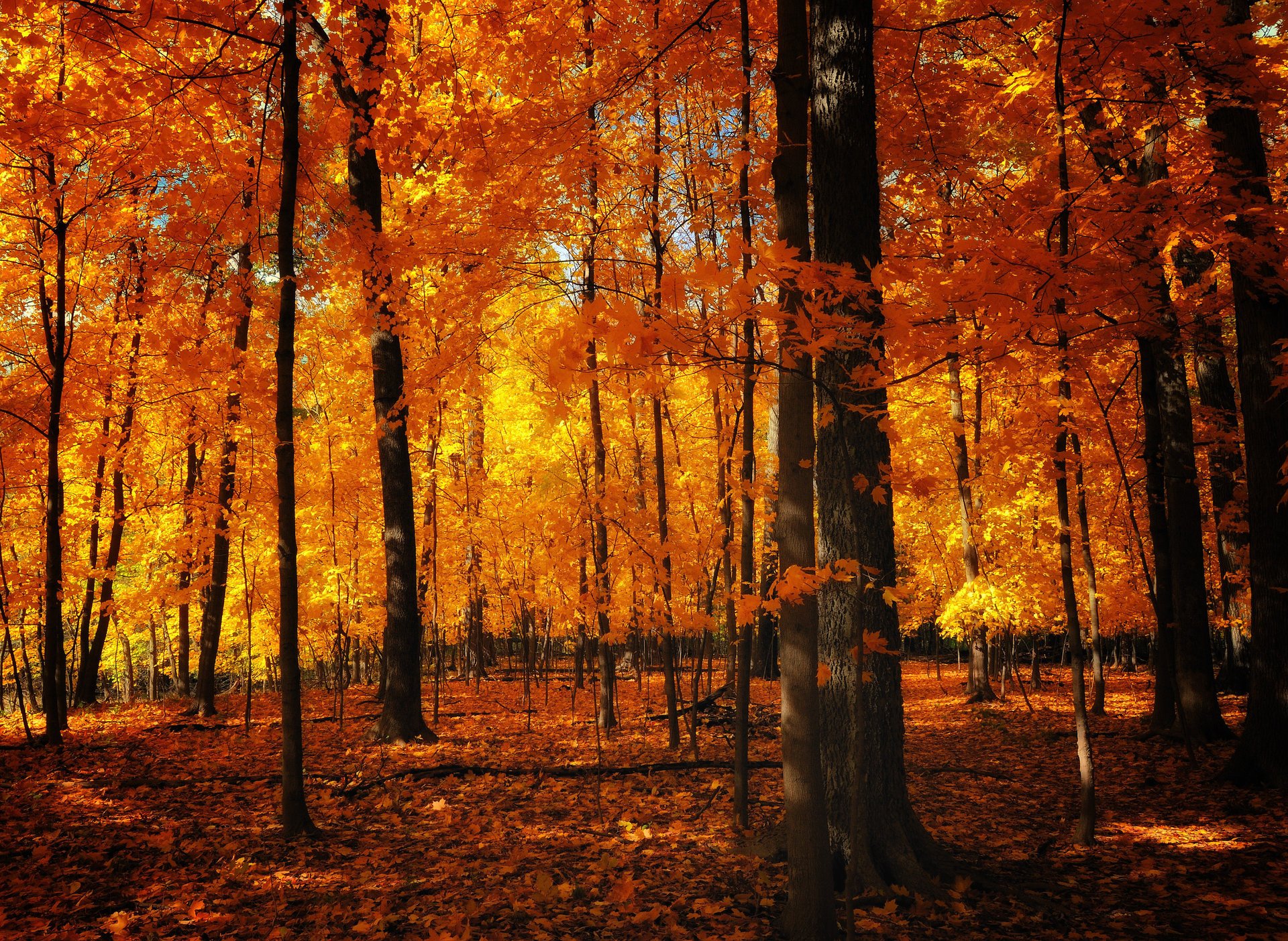 naturaleza troncos otoño follaje naranja