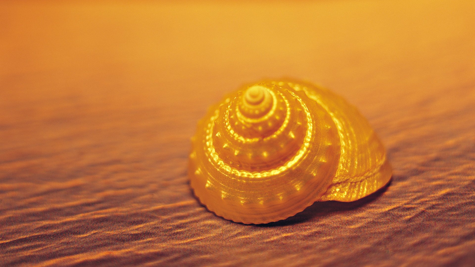 coquille jaune sable