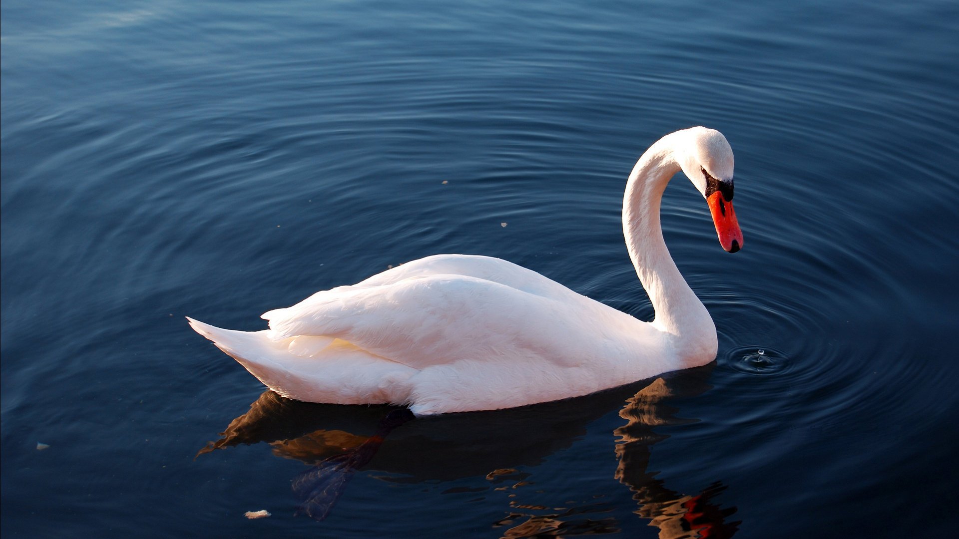 pájaro lago reflexión agua cisne