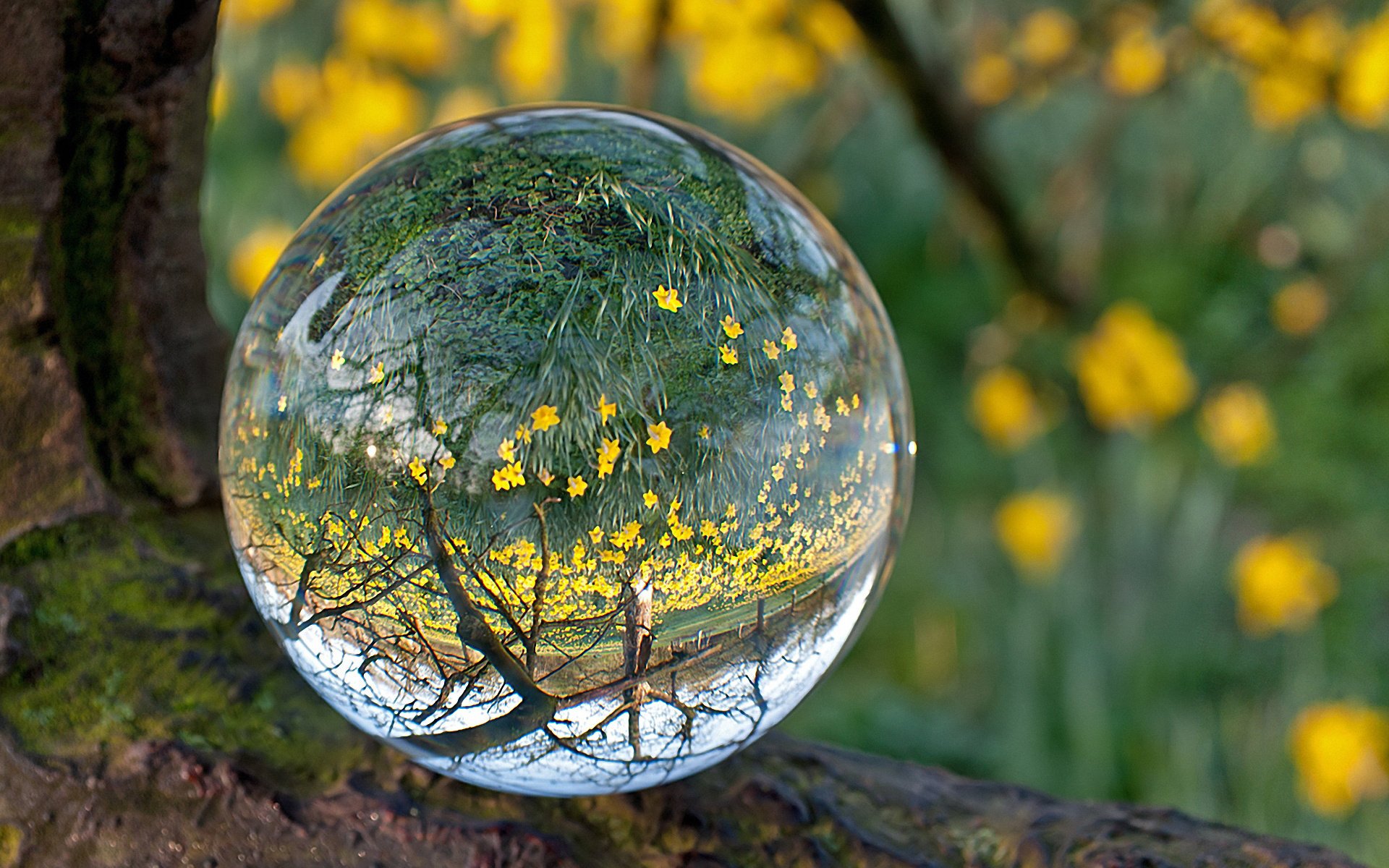 flowers background water lens drop moss yellow forest ball