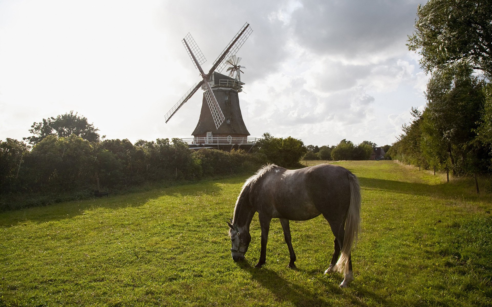 horse nature trees grass mill grey