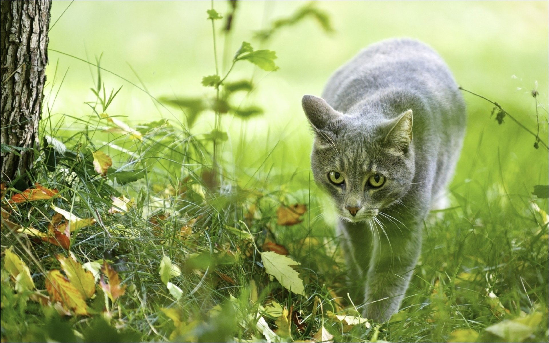 animaux chats chasseuse papier peint nature automne