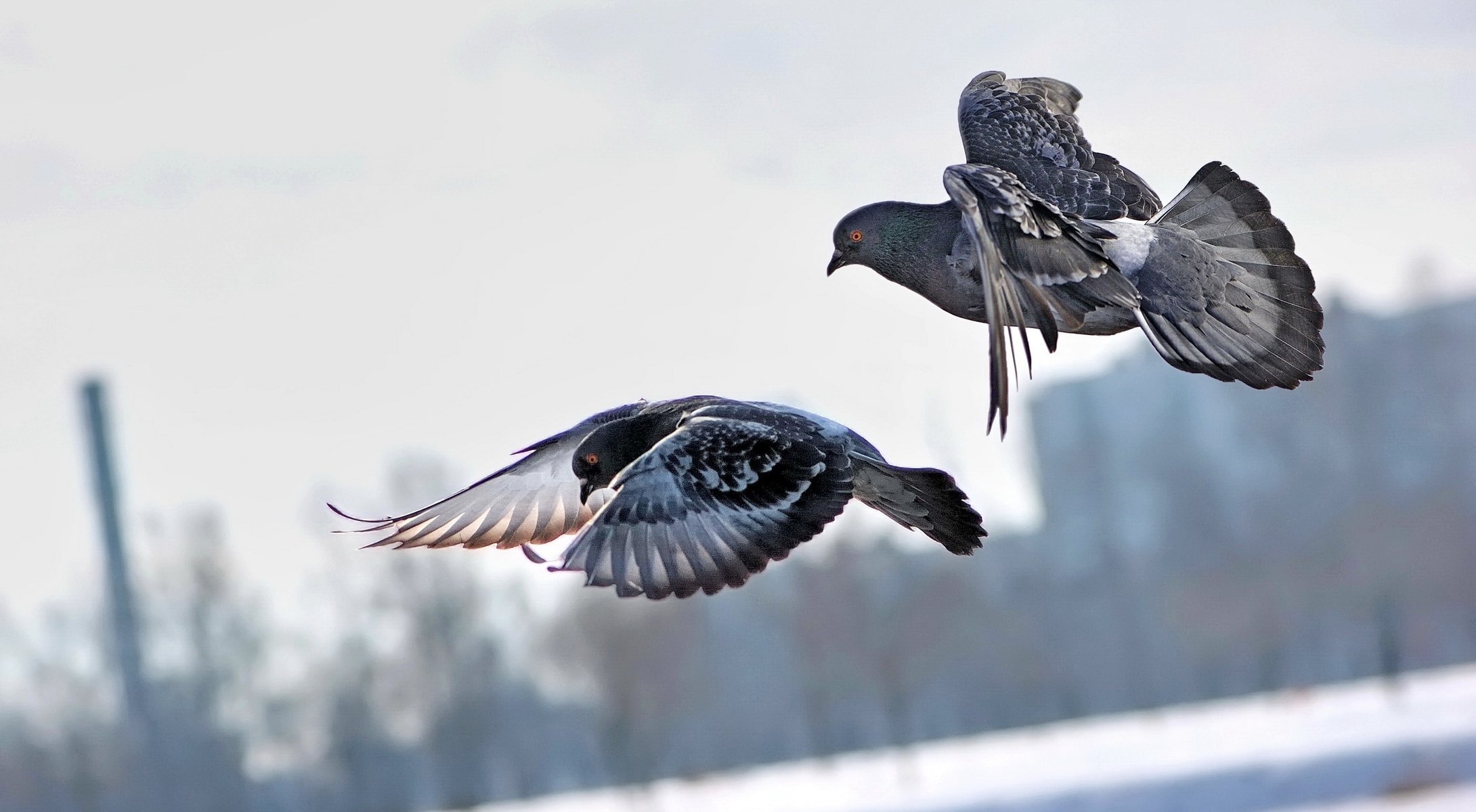 aves volar palomas vuelo ciudad pareja