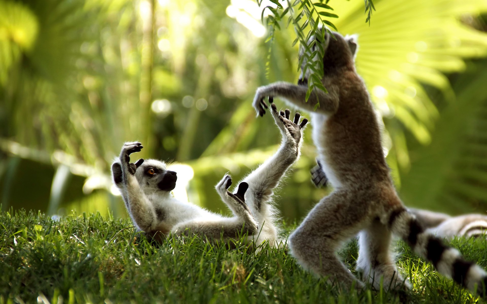 lemurs play gra