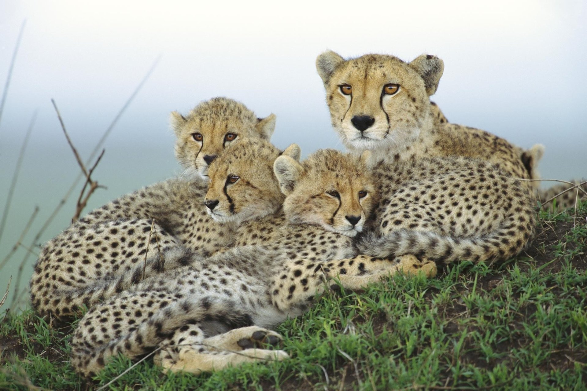 guépard petits mère famille