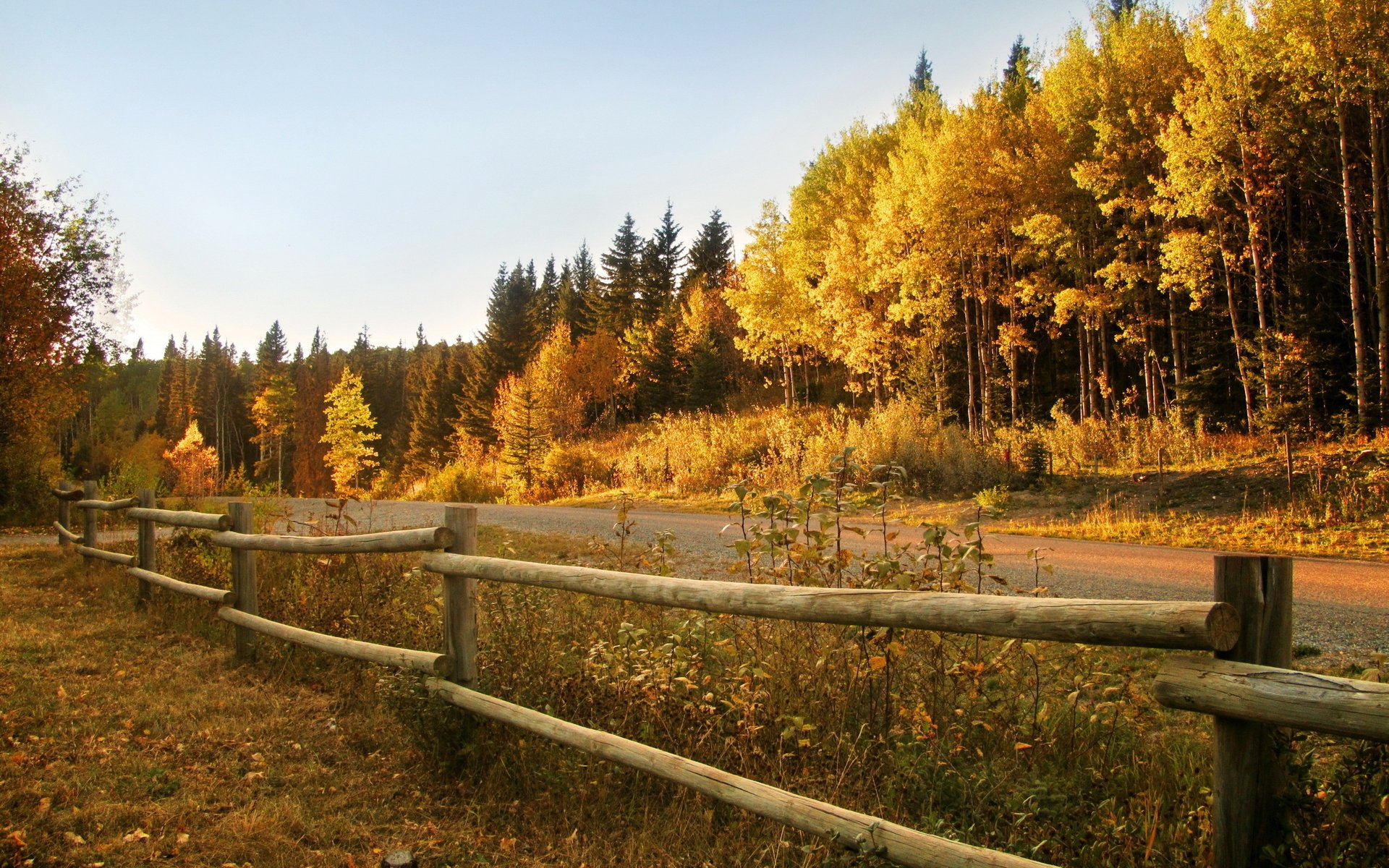 autumn forest the fence road