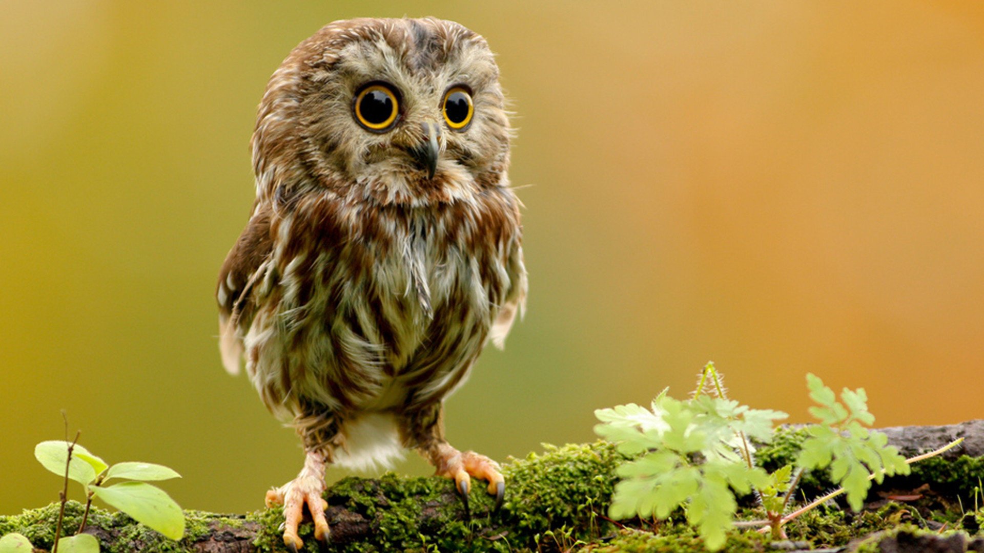 owl bird chick owlet look