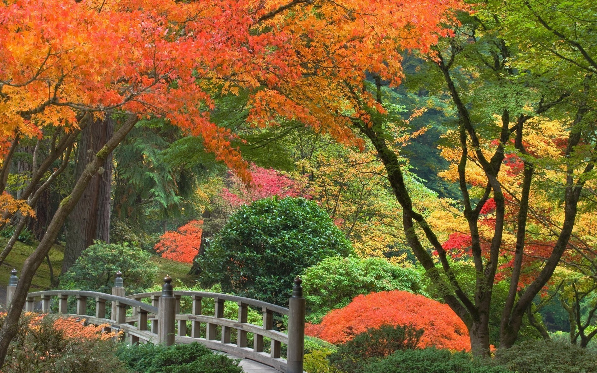 büsche brücke japan park bäume herbst