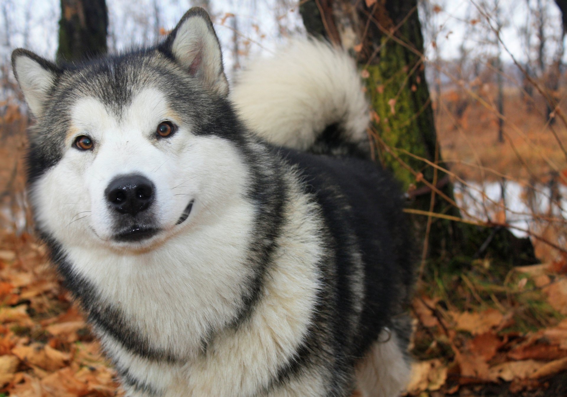 autunno alaskan malamute cane