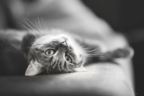 Black and white photo of a cat on the couch