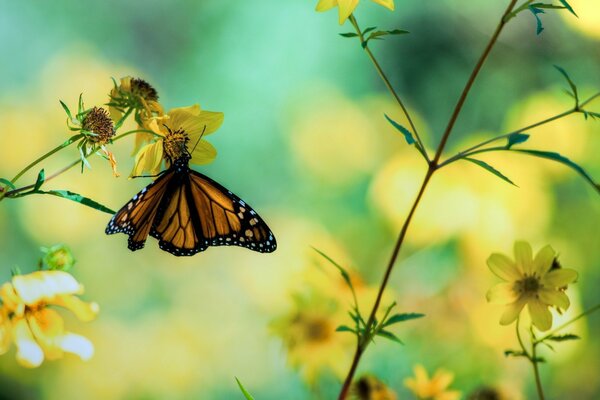 Beautiful butterfly on a yellow flower