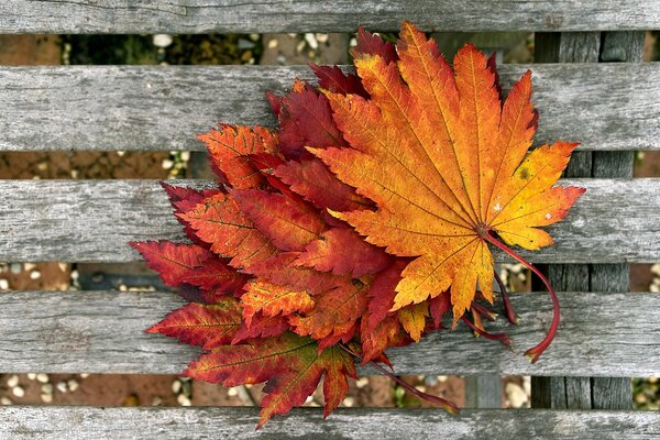 Blumenstrauß der Herbstblätter auf der Bank