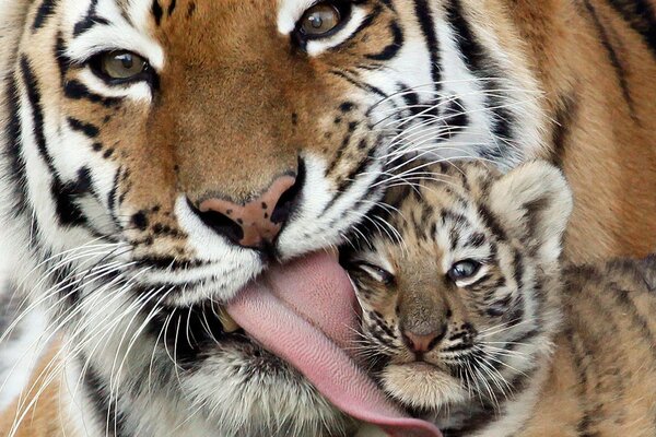 La ternura de mamá. Lindo pequeño cachorro de tigre