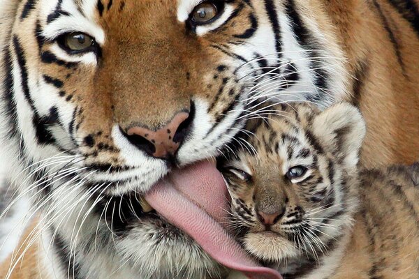 Нежность мамы. Милый маленький тигрёнок