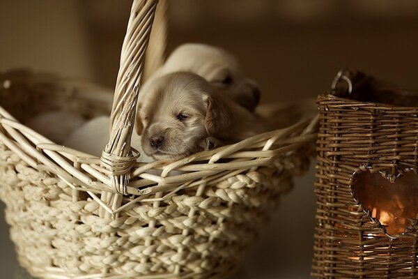 A basket with a heart, and in it a puppy