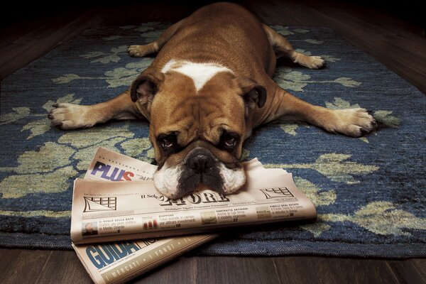 Bulldog se encuentra con los periódicos y patas en diferentes direcciones