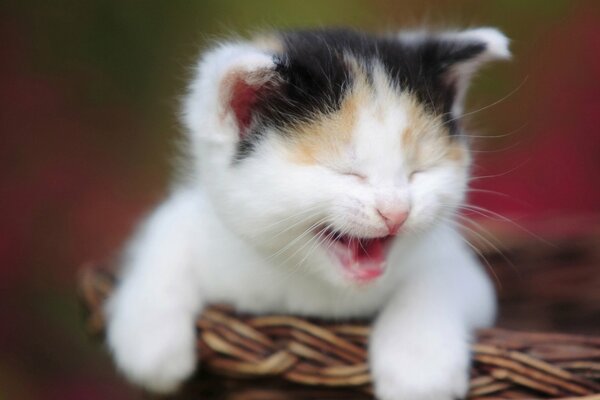 A kitten meows sitting in a basket