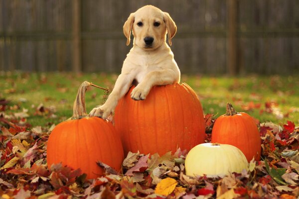 Perro lobrador, cachorro, y cerca de calabazas, hojas y otoño