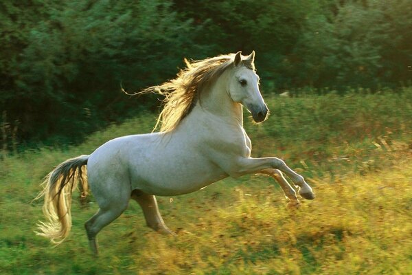 A fast horse runs at a gallop