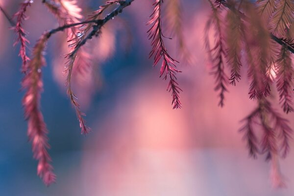 A branch of a tree with pink needles