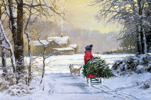 A child with a dog carries a Christmas tree on a sled in winter