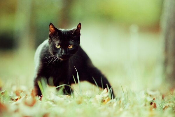 Eine schwarze Katze läuft über das Gras. Schöne Natur