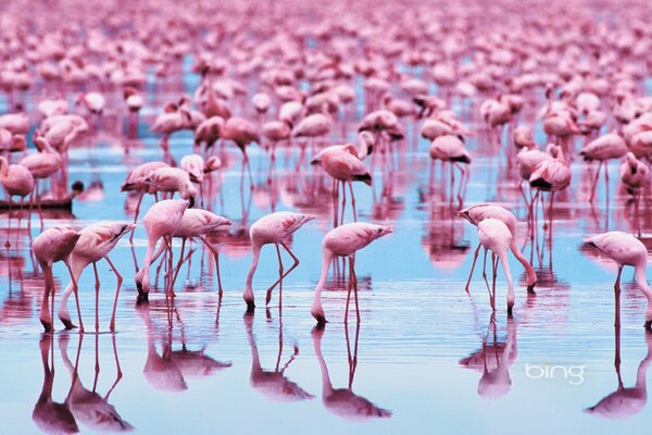 Un montón de pájaros flamencos rosados