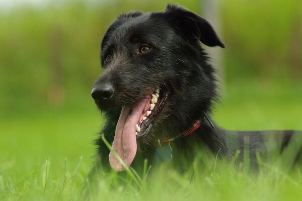 Ein Hund mit ausgestreckter Zunge liegt im Gras herum