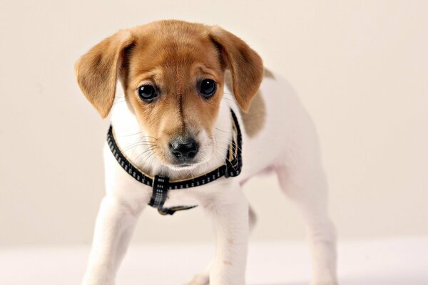 Un chien est un chiot avec des yeux, des oreilles et un regard