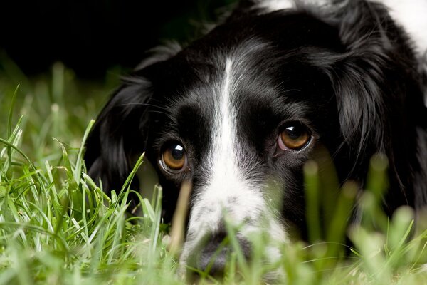 Ein Hund mit einem sehr intelligenten Blick