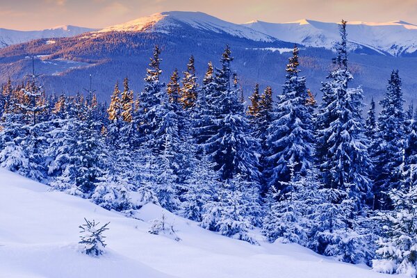 La beauté du soir de la forêt de pins et des montagnes