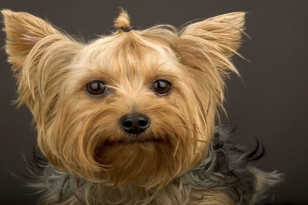 El hocico y la mirada del Yorkshire Terrier