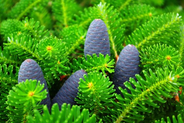 Cônes bleus dans les branches de sapin