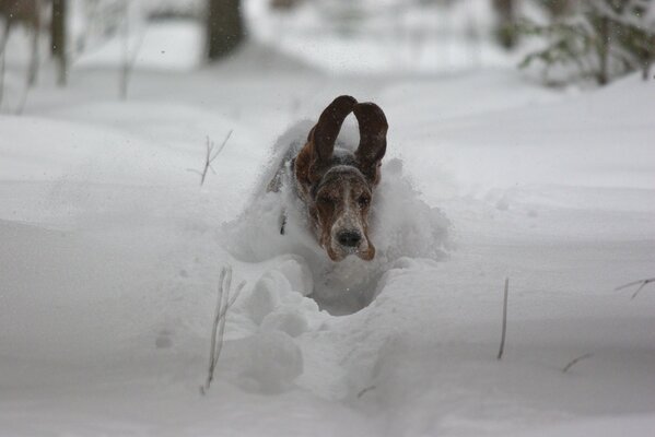 Laufender lustiger Hund mit Ohren nach oben