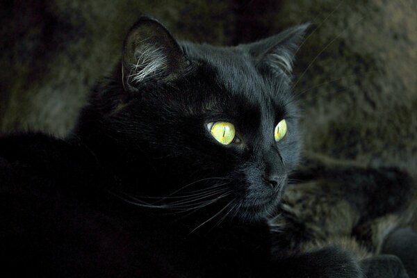 Un bel animal. Chat noir avec des yeux verts